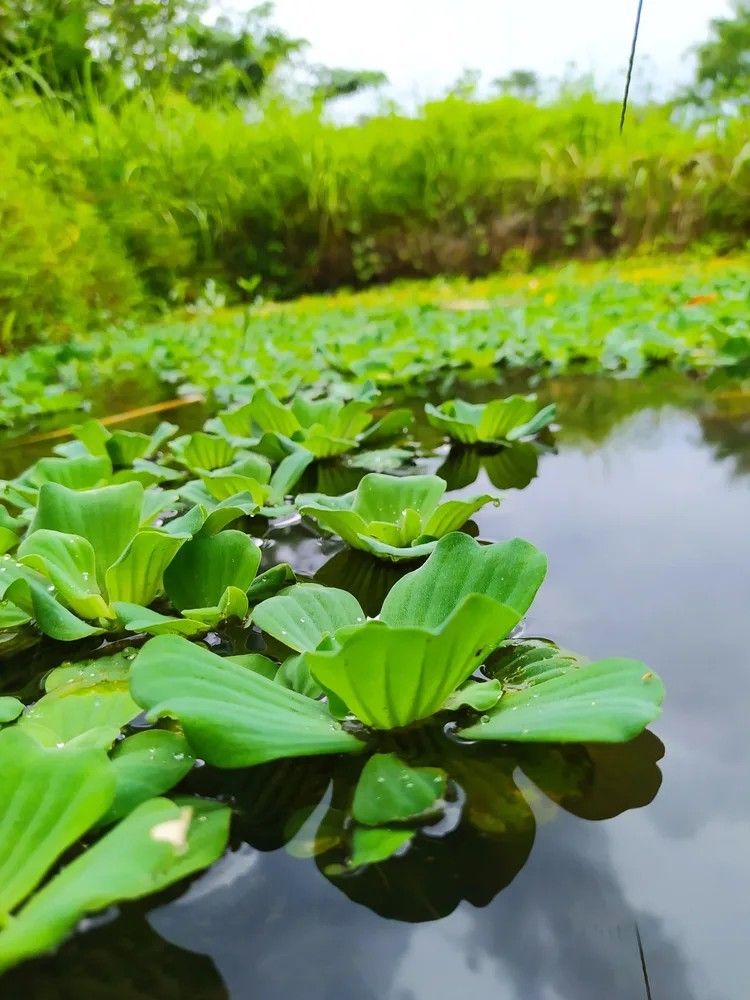 The Symbolism and Cultural Significance of Water Lilies Around the World