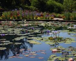 British Pond Plants: A Complete Guide to Creating a Beautiful Garden Pond